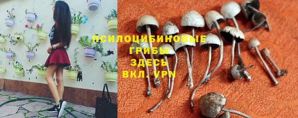 ГАЛЛЮЦИНОГЕННЫЕ ГРИБЫ Аркадак